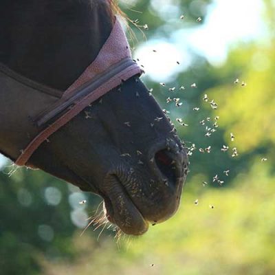Horsfly-Barrier-spray