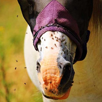 Horsfly-Barrier-tanichetta