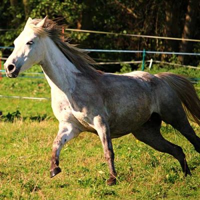 Natural-Sprinter-cavalli