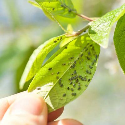 disinfestanti disinfestanti