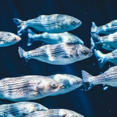 itticoltura itticoltura